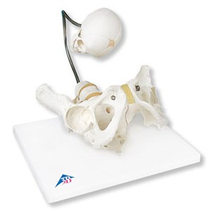 Pélvis de demostración del parto