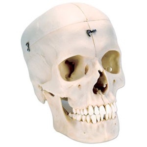 Cráneo óseo, 6 partes Mod. BONElike
