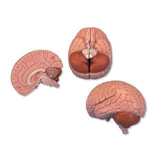 Encéfalo introductorio, desmontable en 2 piezas