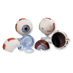 Ojo, 5 veces su tamaño natural, 6 piezas