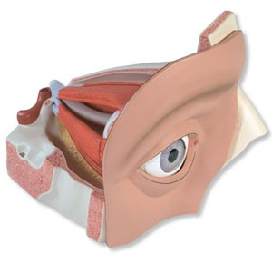 Ojo de 12 piezas, 5 veces su tamaño natural