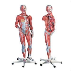 Figura completa doble sexo con músculos, desmontable en 45 piezas