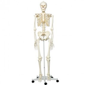 Esqueleto clásico Stan sobre soporte rotatorio con 5 patas