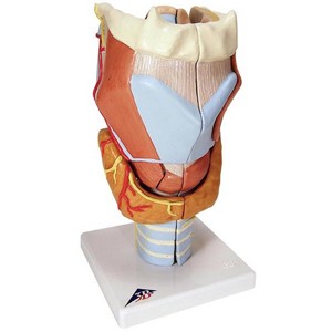 Laringe 2 veces su tamaño natural 7 piezas